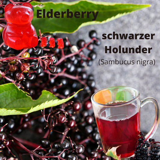 Elderberry – Holunder die Powerbeere für dein Immunsystem und Wohlbefinden