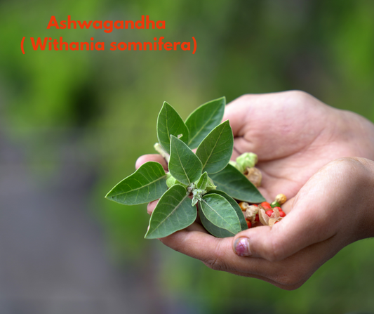 Ashwagandha – Bring mehr Ruhe in deinen Alltag